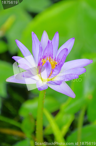 Image of lotus 
