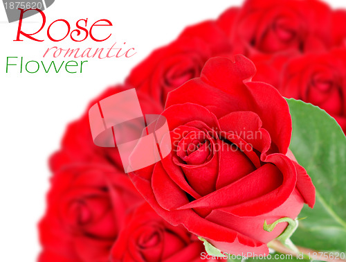 Image of Red rose with leaves isolated on white