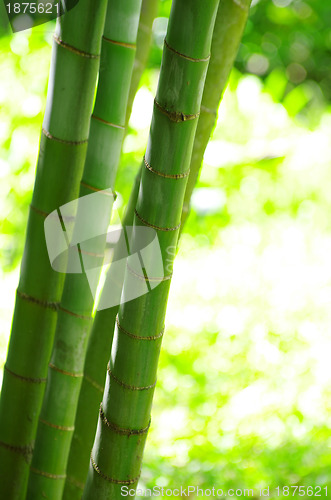 Image of Bamboo