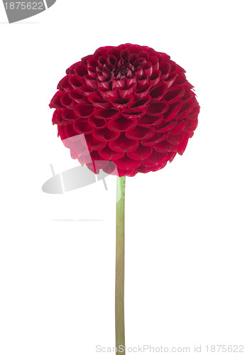 Image of Red dahlia