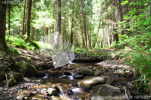Image of green forest