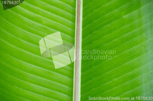 Image of green leaf as background