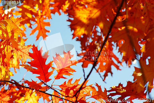 Image of autumn leaves 