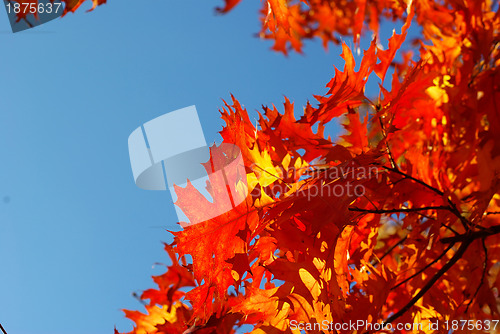 Image of autumn leaves 