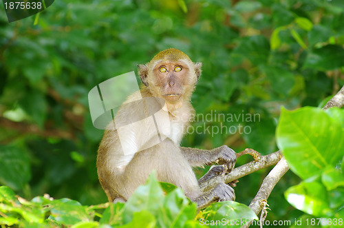 Image of monkey 