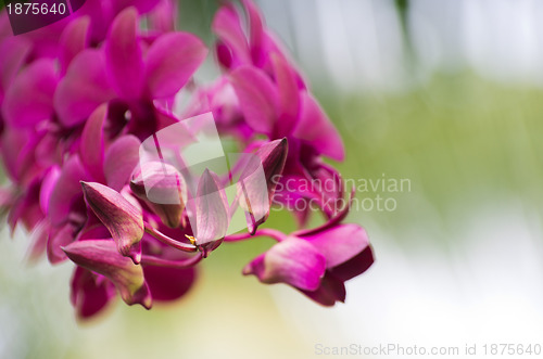 Image of beautiful orchid 