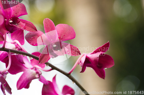 Image of  orchid 