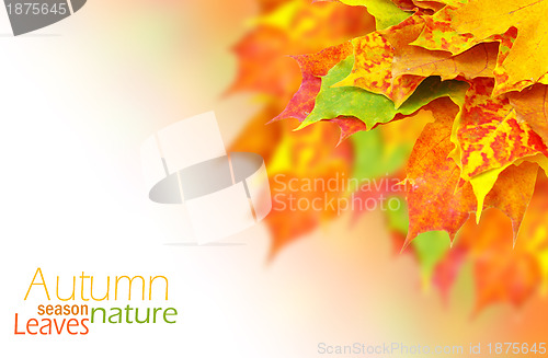 Image of autumn leaves 