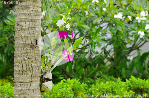 Image of orchid 