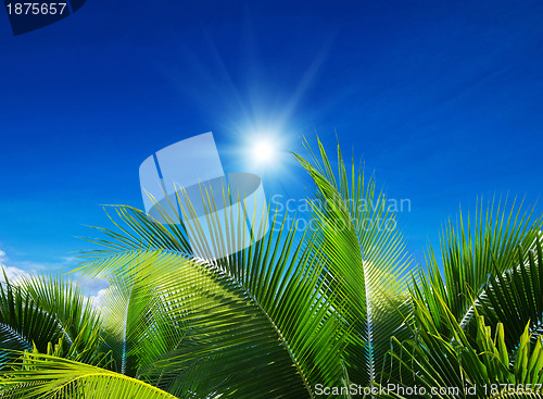 Image of  palm 