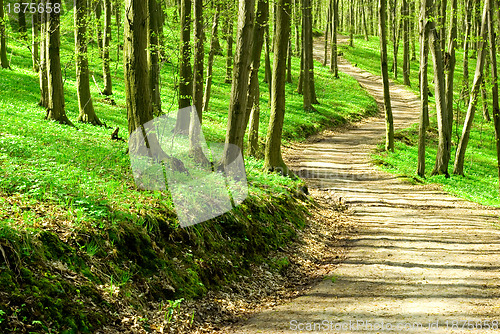 Image of  forest