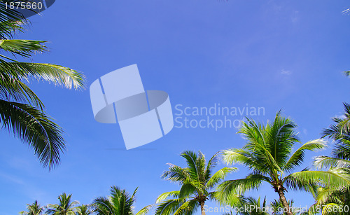 Image of  palm tree 