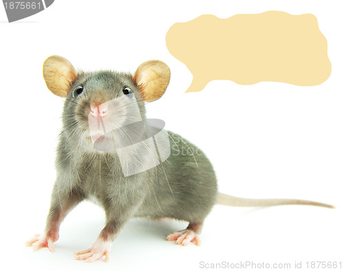 Image of  rat  