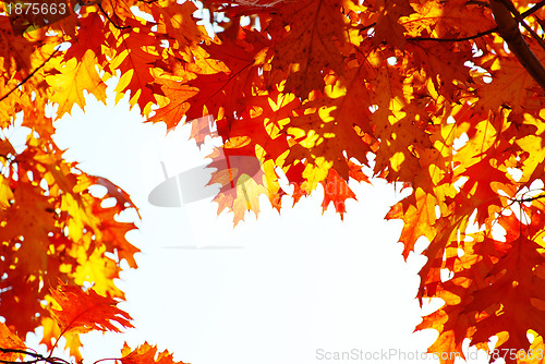 Image of autumn leaves 