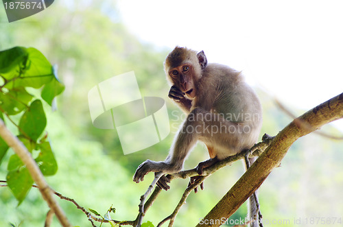 Image of monkey 