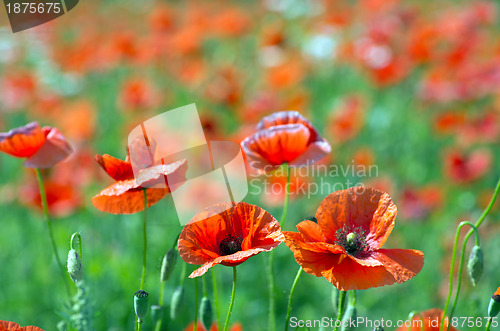 Image of  red poppy 