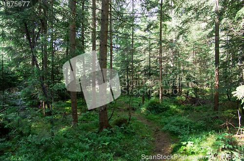 Image of  forest 