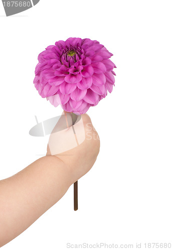 Image of baby hand  holding flower