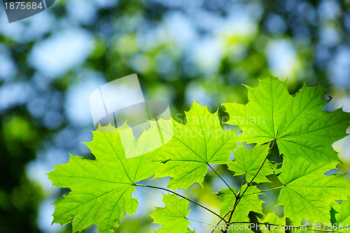 Image of leaves background 