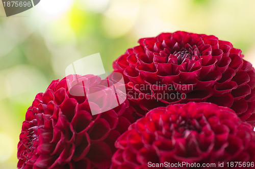 Image of  dahlia flower 