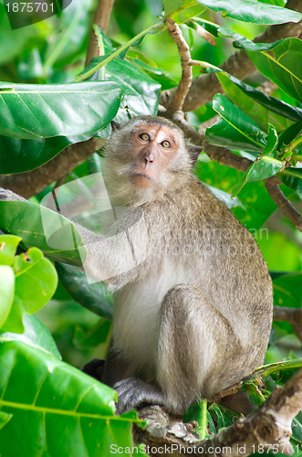 Image of monkey 