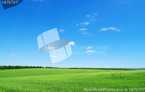 Image of green field