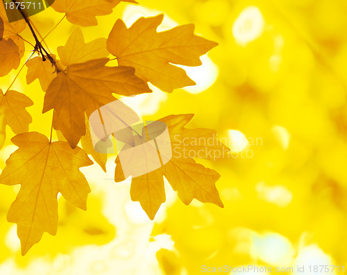 Image of Autumn Background