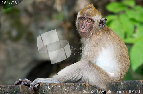 Image of monkey 