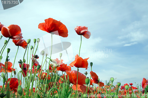 Image of red poppy