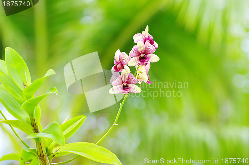 Image of  orchid 