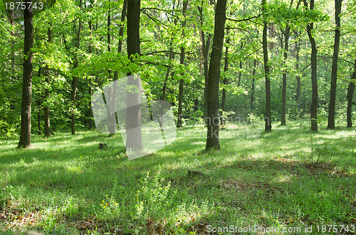 Image of  forest 
