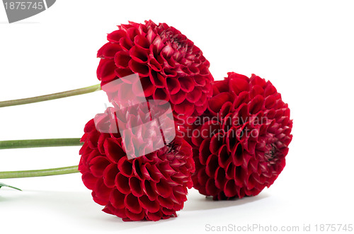 Image of  flowers on white