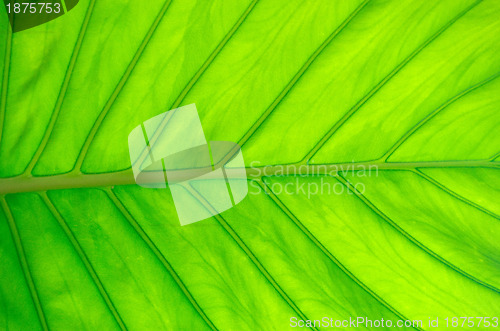 Image of green leaf 