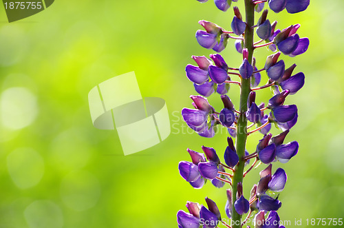 Image of  spring flower 