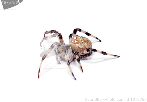 Image of spider 