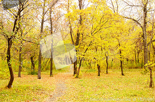 Image of autumn park