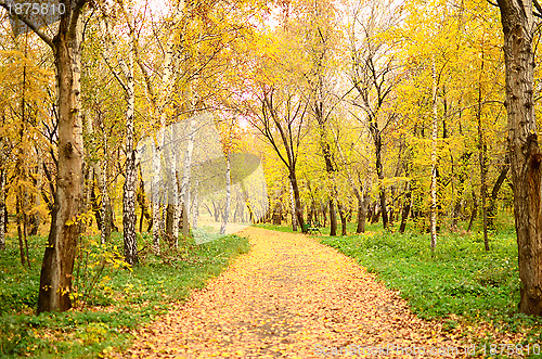 Image of autumn park