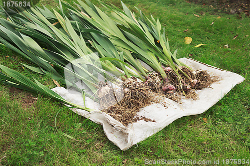 Image of Gladiolus roots