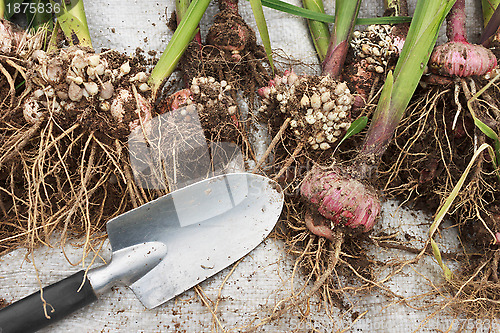 Image of Gladiolus are dug up  for the storage