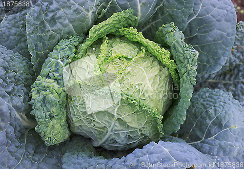 Image of Savoy cabbage