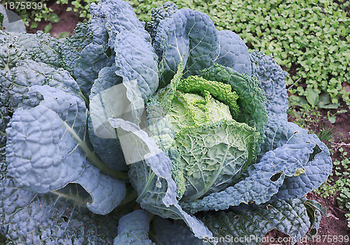 Image of Savoy cabbage in the garden