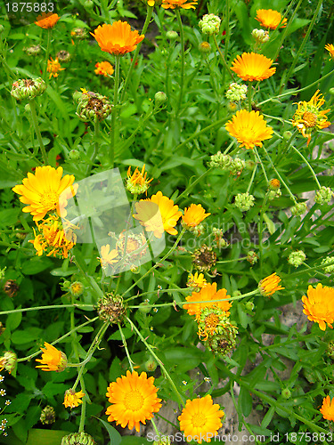 Image of beautiful flower of yellow calendula