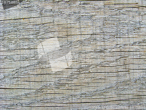 Image of Pattern on a cut of a tree