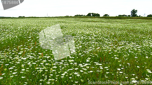 Image of summer landscape with field of flowers