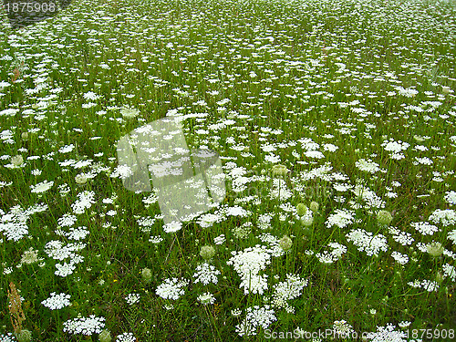 Image of summer landscape with field of flowers