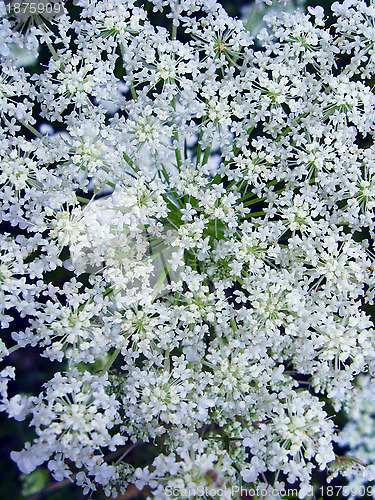 Image of background of summer field of flowers