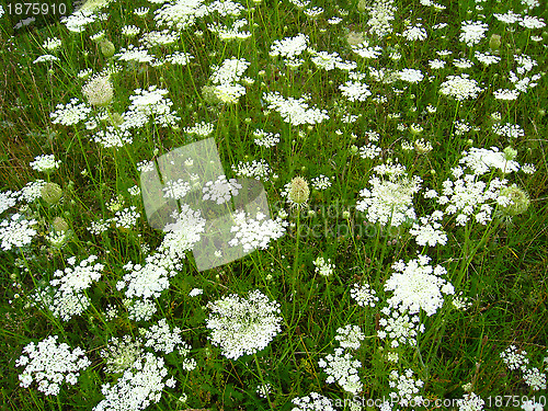 Image of summer landscape with field of flowers