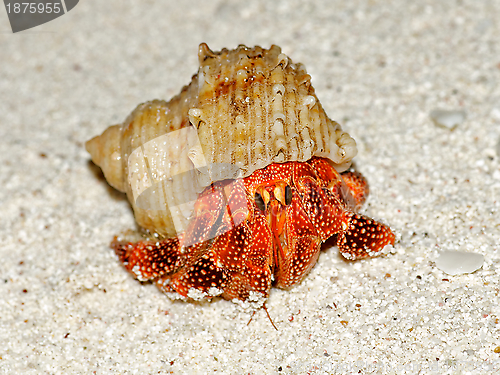 Image of Beautiful Big Hermit Crab