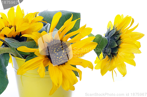 Image of Beautiful Sunflowers