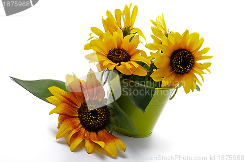 Image of Bunch of Sunflowers